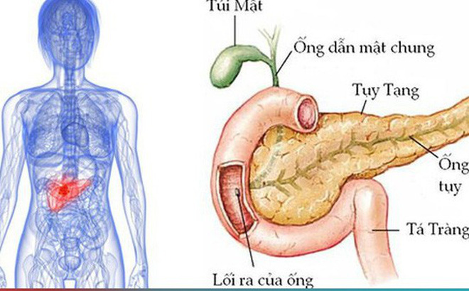 Tuyến tụy ở đâu? Chúng có chức năng gì?