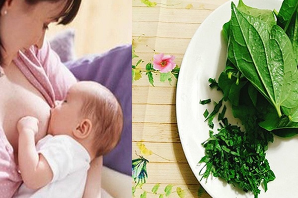 Ăn lá lốt có bị mất sữa không?