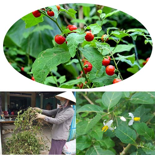 Giải đáp băn khoăn: Uống Cà gai leo nhiều có hại không? 2
