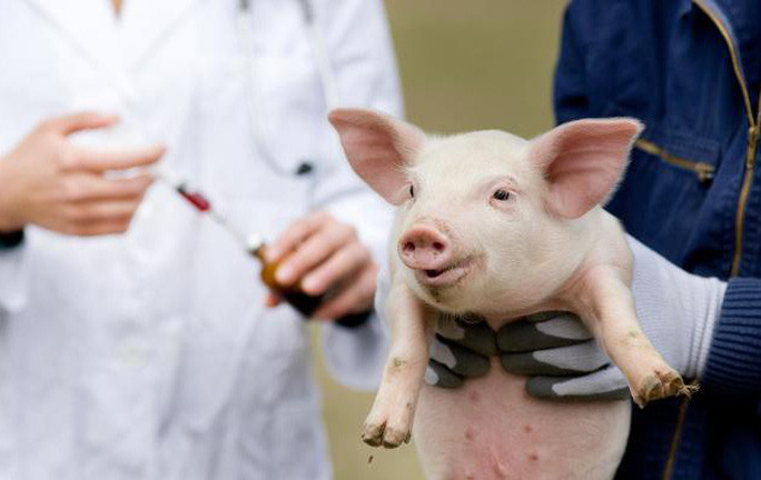 Quả thận lợn có gene bị thay đổi được làm sạch, chuẩn bị cho ca cấy ghép.