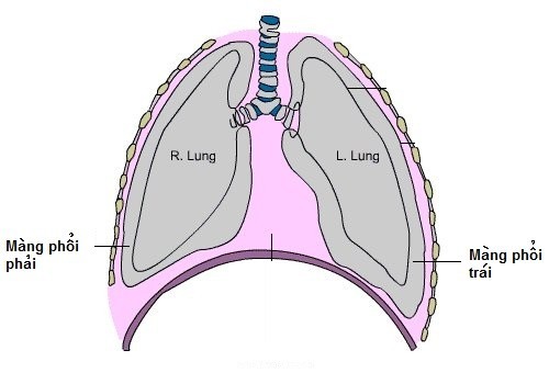 Tràn dịch màng phổi gây nguy hiểm đến tính mạng