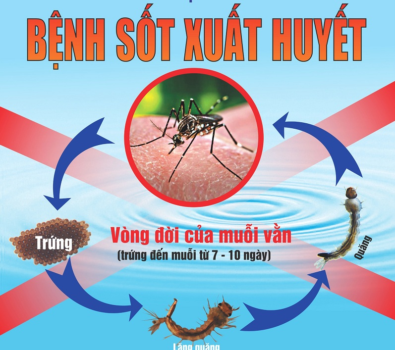 Bệnh sốt xuất huyết do virus Dengue gây ra là một căn bệnh truyền nhiễm rất phổ biến tại nước ta