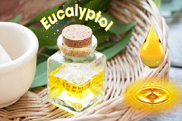 Thuốc ho Eucalyptol dưới dạng tinh dầu sử dụng rất phổ biến