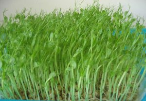 Tác dụng của rau mầm với sức khỏe trong cuộc sống