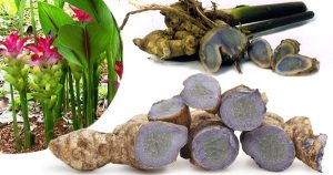 Giải đáp bột nghệ đen có tác dụng gì trong chăm sóc sức khỏe và sắc đẹp?