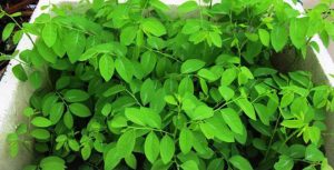 Rau ngót có tác dụng gì? Những lưu ý khi sử dụng