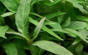 Rau răm có tác dụng gì? Những đối tượng nào không nên ăn rau răm?