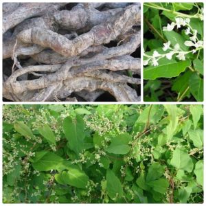 Bật mí những tác dụng của hà thủ ô đỏ không phải ai cũng biết