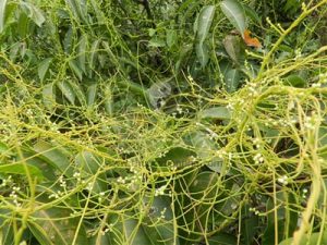 Tác dụng của cây tơ hồng vàng và cây tơ hồng xanh chữa bệnh gì?