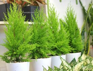 Top 10 loại cây cảnh đuổi muỗi hiệu quả nhất định phải có trong nhà