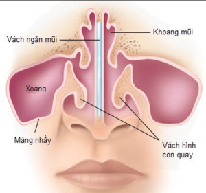 Cấu tạo của mũi như thế nào? Chức năng của bộ phận này