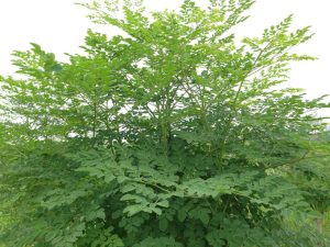 Cây chùm ngây có tác dụng gì? Những ai không nên ăn rau chùm ngây