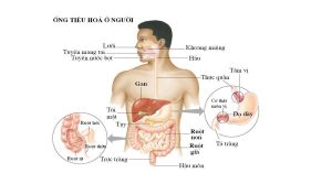 Cơ quan tiêu hóa gồm những bộ phận nào? Một số bệnh thường gặp ở cơ quan tiêu hóa