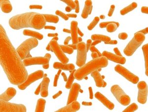 Thuốc Lactobacillus có tác dụng gì? Những lưu ý khi sử dụng thuốc Lactobacillus