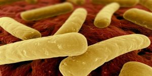 Clostridium Difficile là gì? Nguyên nhân và cách điều trị nhiễm Clostridium Difficile