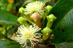 Cây Đinh hương có tác dụng gì? Chế biến món ăn như thế nào?