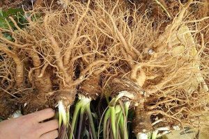 Sâm đương quy có tác dụng gì? Giá trị dinh dưỡng của cây sâm đương quy