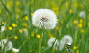 Cây bồ công anh có tác dụng gì? Trường hợp nào không nên sử dụng