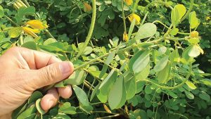 Cây thảo quyết minh có tác dụng gì? Một số bài thuốc chữa bệnh hiệu quả