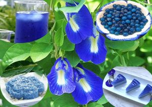 Hoa đậu biếc có tác dụng gì? Cách sử dụng như thế nào?