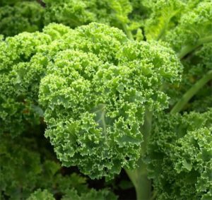 Rau cải xoăn là gì? Rau cải xoăn để nấu món gì đủ chất dinh dưỡng