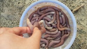 Sá sùng là con gì? Công dụng chữa bệnh của sá sùng như thế nào?