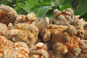 Tam thất có tác dụng gì? Có tốt cho gan không?