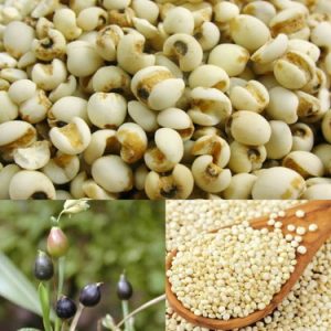 Ý dĩ là gì? Tác dụng của hạt ý dĩ với sức khỏe và sắc đẹp như thế nào?