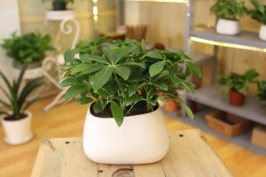 Ngũ gia bì có tác dụng gì? Cây ngũ gia bì có độc không?