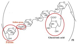 Thuốc Fucoidan là gì? Thuốc Fucoidan có tác dụng phụ không?