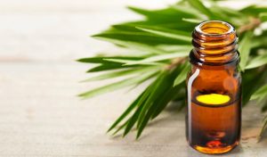 Tinh dầu tràm trà trị mụn có tốt không? Một số tác dụng của thảo dược này