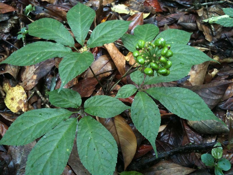 L&aacute; s&acirc;m Ngọc Linh c&oacute; nhiều dưỡng chất qu&yacute; tốt cho cơ thể