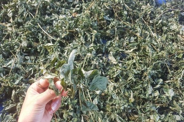 S&acirc;m Ngọc Linh l&agrave; thảo dược qu&yacute; rất tốt cho cơ thể