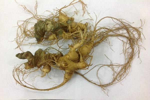 gi&aacute; trị dinh dưỡng s&acirc;m Ngọc Linh mang đến nhiều c&ocirc;ng dụng tốt