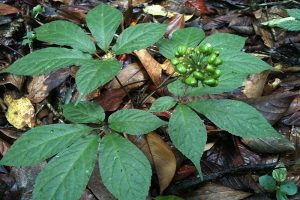 Lá sâm Ngọc Linh có tác dụng gì? Giá bao nhiêu?