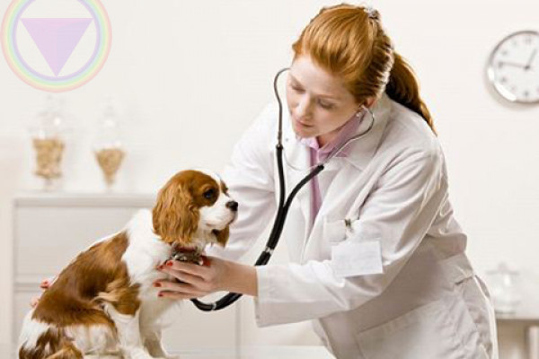 Ng&agrave;nh Dược th&uacute; y l&agrave; g&igrave;? Học ng&agrave;nh dược th&uacute; y ra l&agrave;m g&igrave;?