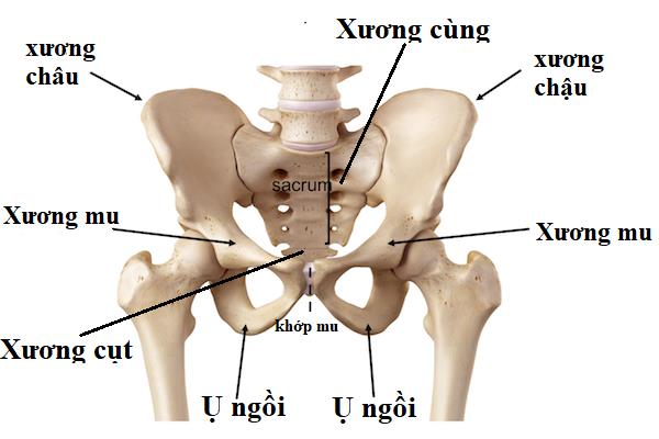 Tìm hiểu về cấu tạo xương chậu con người