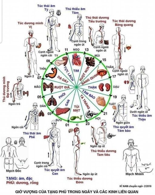 Giờ làm việc của các cơ quan nội tạng