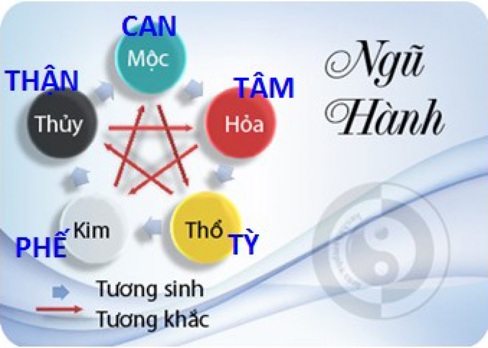 H&igrave;nh ảnh lục phủ ngũ tạng theo ngũ h&agrave;nh trong đ&ocirc;ng y