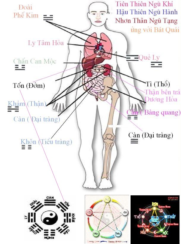 Những điều cơ bản về học thuyết tạng tượng