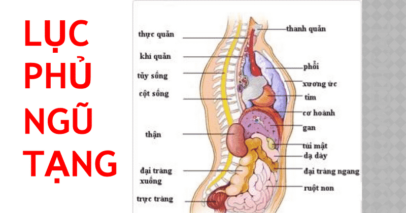 Sơ đồ lục phủ ngũ tạng cơ thể con người