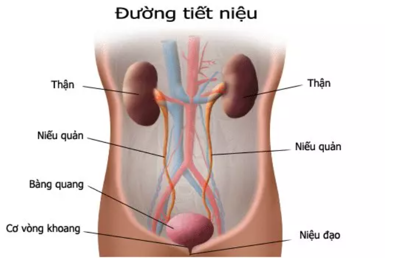 Chăm s&oacute;c bệnh nh&acirc;n vi&ecirc;m đường tiết niệu an to&agrave;n