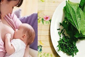 Tại sao ăn lá lốt lại mất sữa? Ăn lá lốt bị mất sữa phải làm sao?