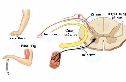 D&acirc;y thần kinh tủy sống sẽ gi&uacute;p li&ecirc;n kết thần kinh trung ương đến c&aacute;c chi v&agrave; cơ quan