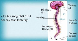 Dây thần kinh tủy là gì? Cấu tạo và chức năng hoạt động