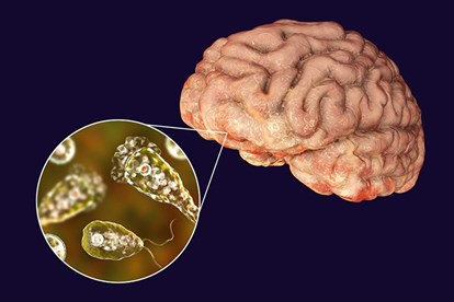 Amip ăn n&atilde;o l&agrave; g&igrave;?