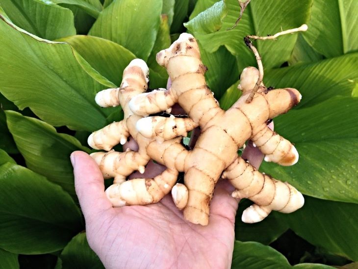 Nacurgo chiết xuất từ c&acirc;y nghệ trắng