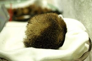 Cỏ xạ hương có tác dụng gì? Những lưu ý khi dùng xạ hương