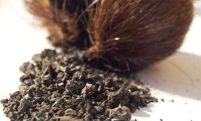 Xạ hương có thực sự an toàn không?