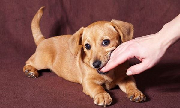 Bệnh ch&oacute; dại cắn c&oacute; những biểu hiện g&igrave;?